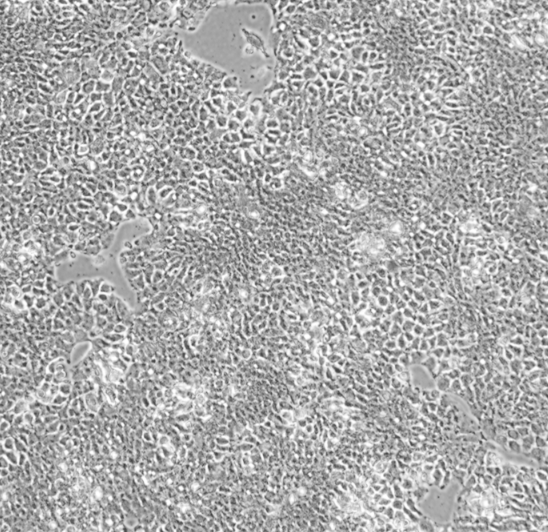 �˸ΰ�����JHH-5